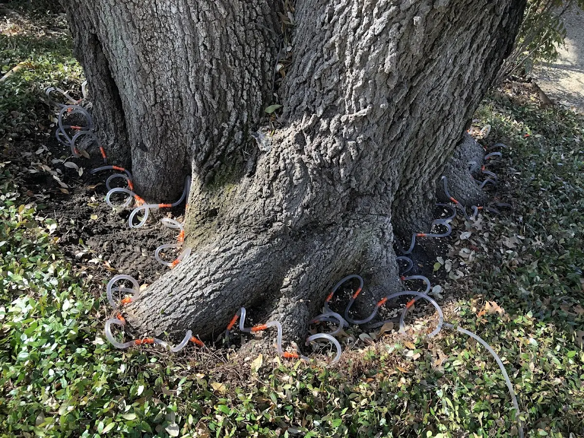 Detailed Tree Cabling and Bracing job site in Frenchburg
