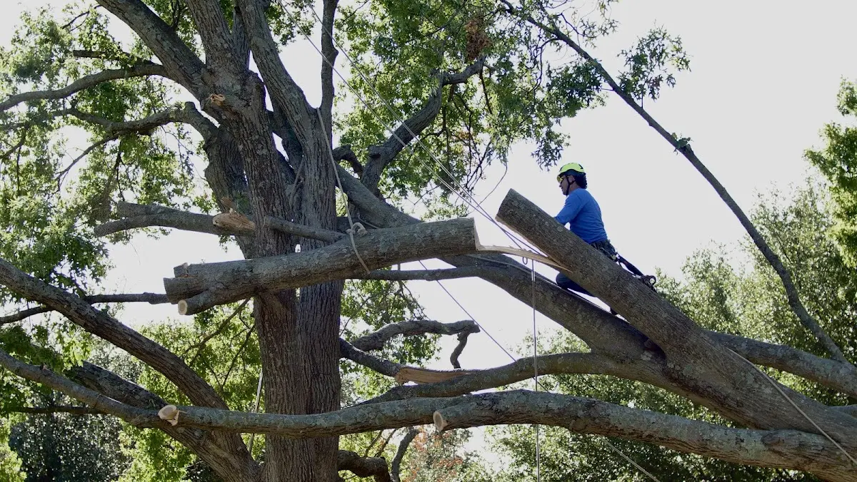 Professional Crown Thinning performed by certified arborists in Frenchburg